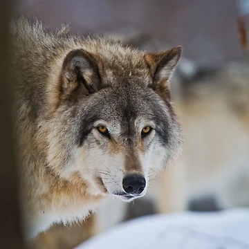 Artwork thumbnail, Timber Wolf by WolvesOnly