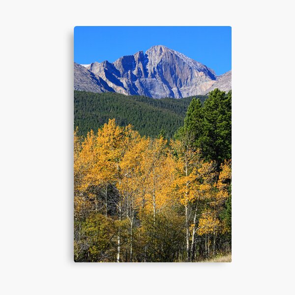 Autumn Aspens and Longs Peak Canvas Print