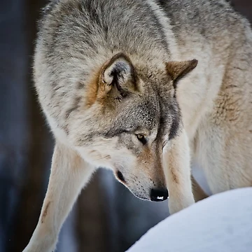 Vorschaubild zum Design Timber Wolf von WolvesOnly