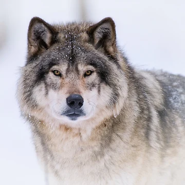 Artwork thumbnail, Timber Wolf by WolvesOnly