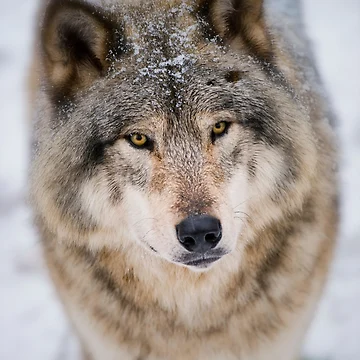 Artwork thumbnail, Timber Wolf by WolvesOnly
