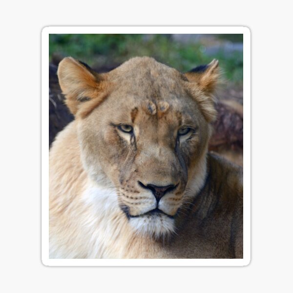 Item preview, Lioness designed and sold by Savannah Gibbs.
