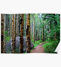 Aspen Grove on Devils Head Poster