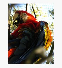 Kodachrome Photographic Print