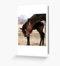 A Mother's Love Thoroughbred Mare & Foal Grußkarte