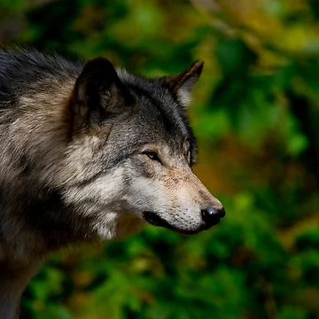 Artwork thumbnail, Timber Wolf by WolvesOnly