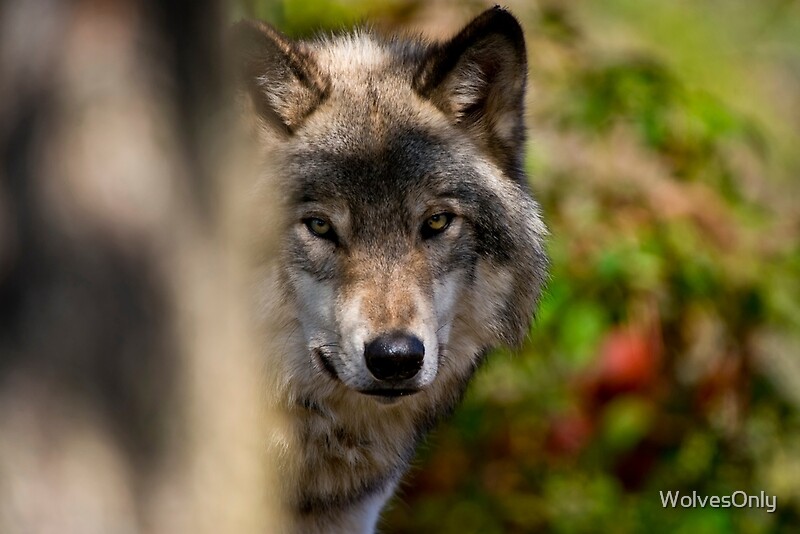 "Timber Wolf" by WolvesOnly | Redbubble