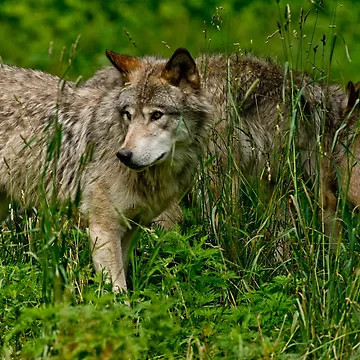Artwork thumbnail, Timber Wolves by WolvesOnly
