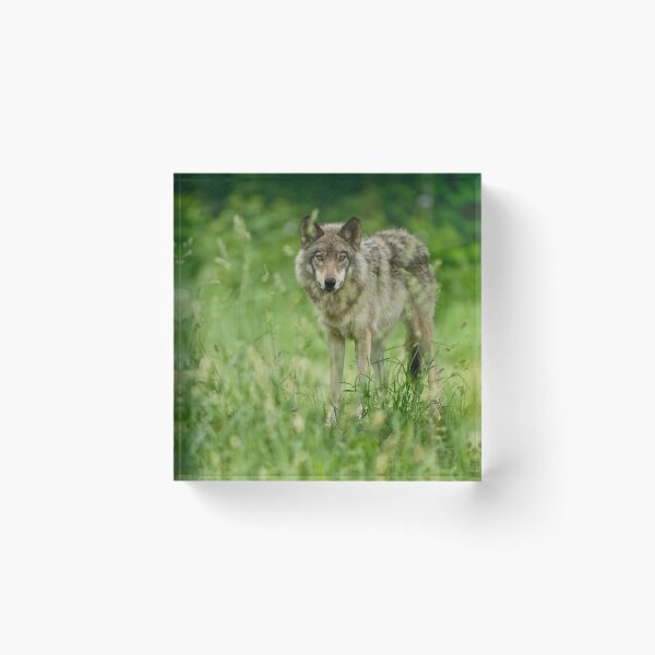 Item preview, Timber Wolf designed and sold by WolvesOnly.