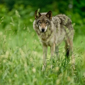 Vorschaubild zum Design Timber Wolf von WolvesOnly