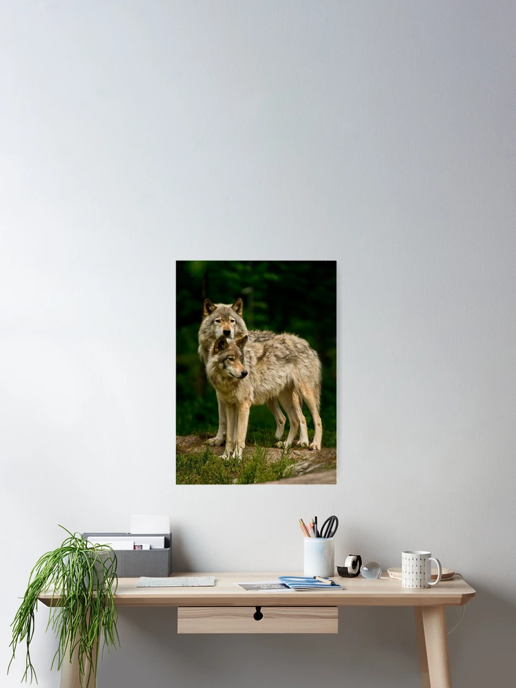 Thumbnail 2 of 3, Poster, Timber Wolves designed and sold by WolvesOnly.