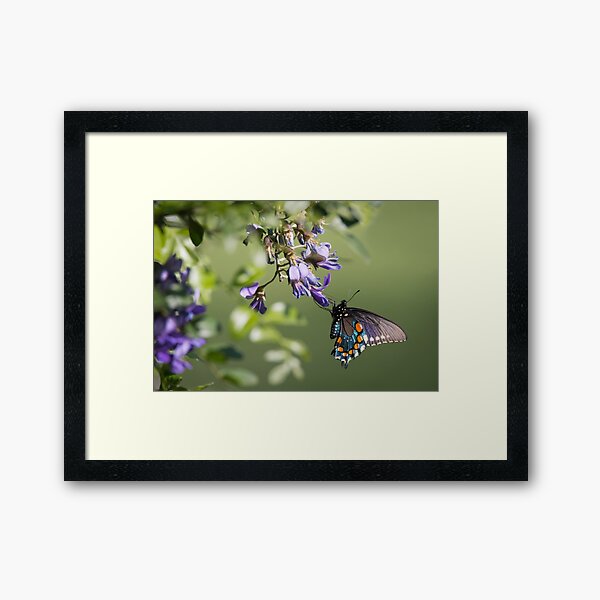 Pipevine Swallowtail on Wisteria Flowers Framed Art Print