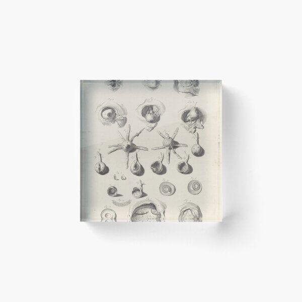 Item preview, Anatomical Study of the Eye, 1685 designed and sold by Vintage Wall Art.