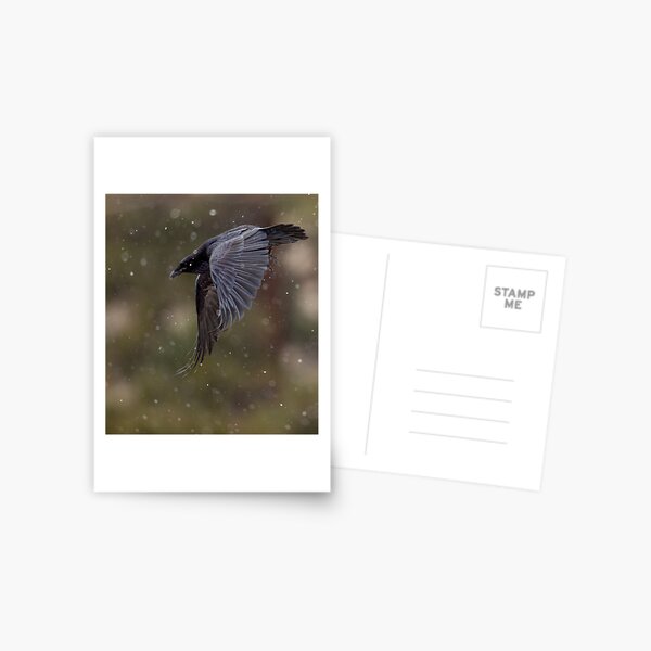 Raven in Flight Postcard