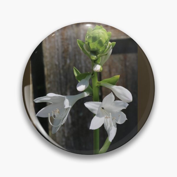 Artikelvorschau, Hosta blüht entworfen und verkauft von HappyThoughts85.