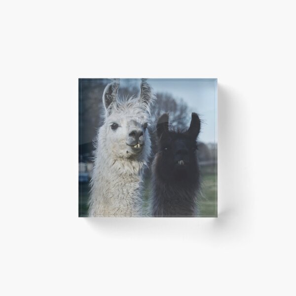 Item preview, Two Lamas designed and sold by showmedarkness.