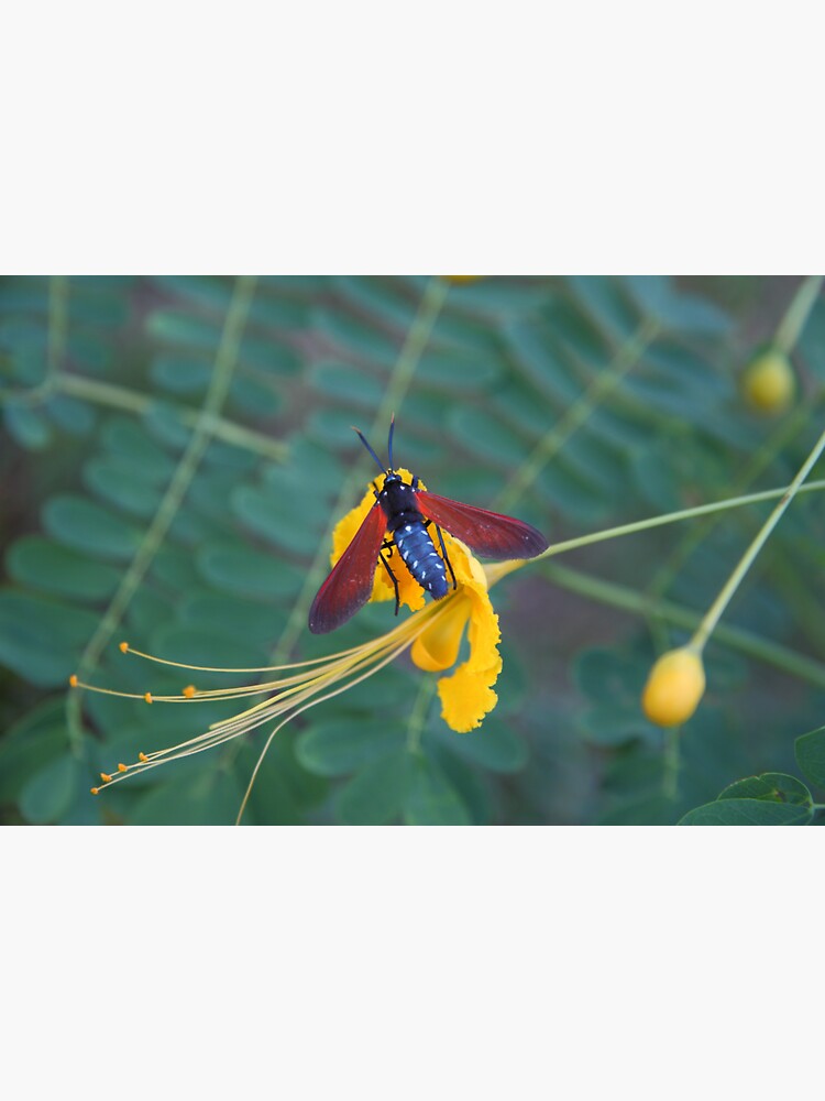 Caribbean Nectar Lover by hoxtonboy