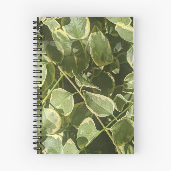 Artikelvorschau, Großes Immergrünmuster entworfen und verkauft von naturalpatterns.