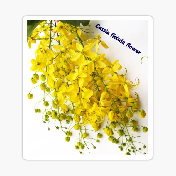 Golden Shower Tree Vector.Thailand Flower Painting.Cassia Fistula Tropical  Flower. Stock Vector - Illustration of design, paint: 150642912