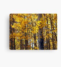 Colorado Aspen Trees in Fall Canvas Print