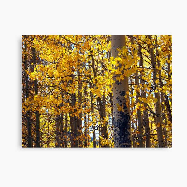 Colorado Aspen Trees in Fall Canvas Print