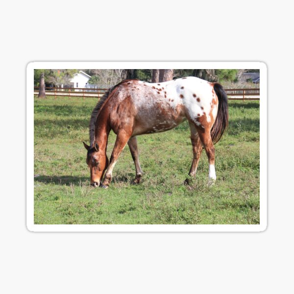 Appaloosa Horse Sticker