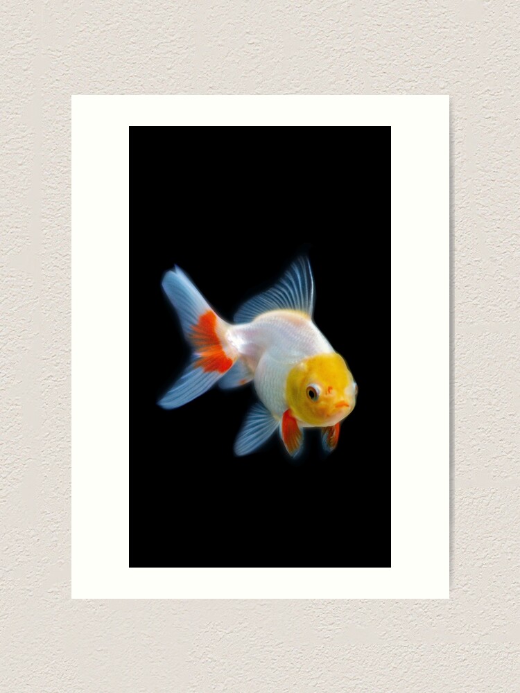 Impression Artistique Bebe Tri Couleur Oranda Goldfish Par Gregdorney Redbubble