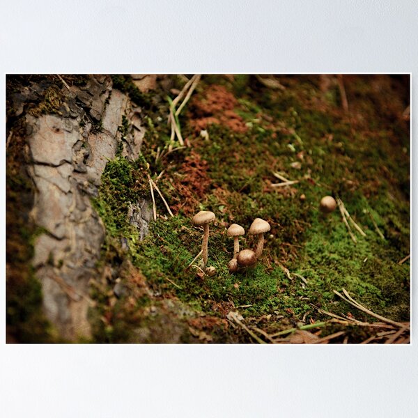 Item preview, Mushrooms designed and sold by AlimRaj.
