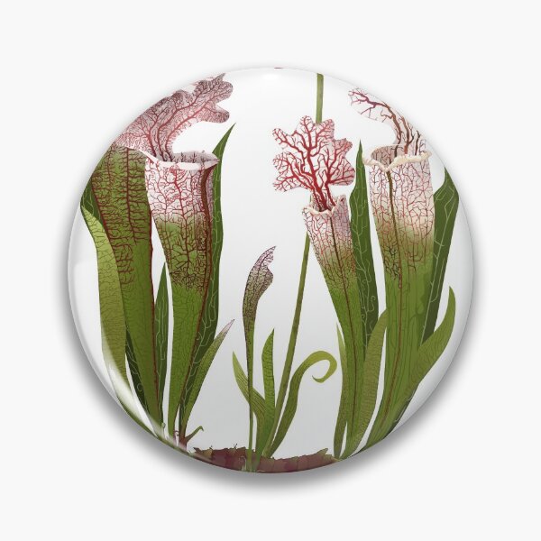 Item preview, Sarracenia leucophylla designed and sold by ElWendigo.