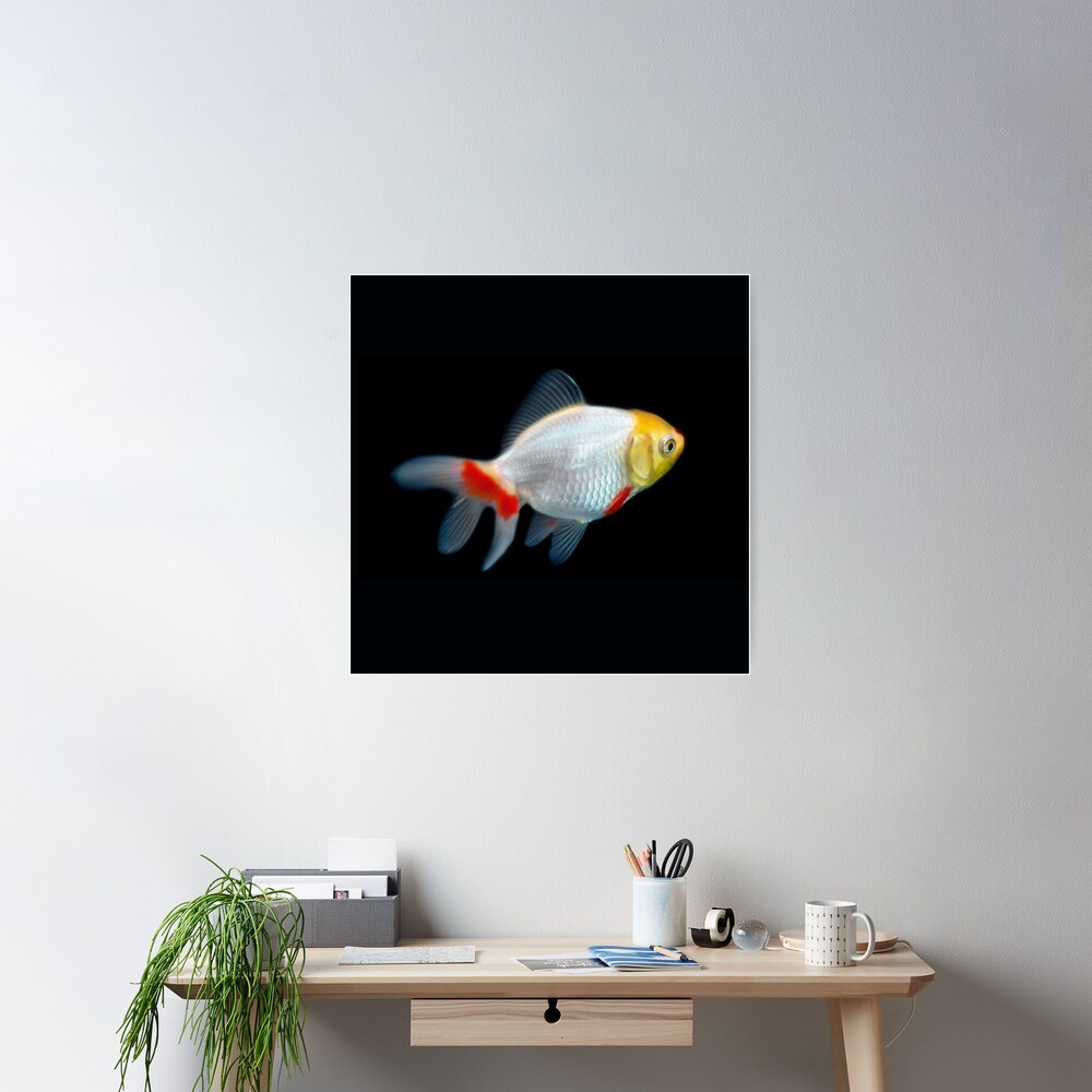 Oranda Goldfish Print Japanese Print Eclectic Wall Art 