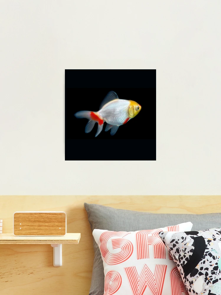 Oranda Goldfish Print Japanese Print, Eclectic Wall Art, Goldfish