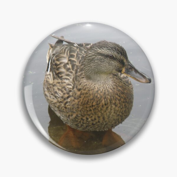 Item preview, Female Mallard Duck in Shallow Water Photograph designed and sold by naturegallery.