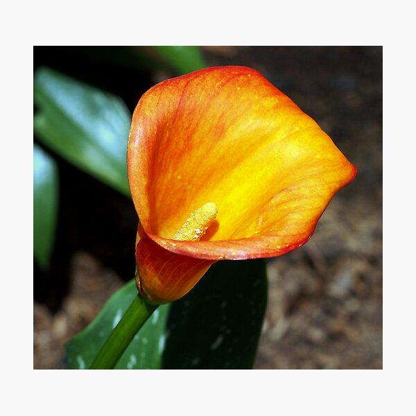 Item preview, Blooming Orange Calla Lilly in the Garden designed and sold by Amy McDaniel.