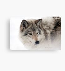 ...see you next week my friend Wolf.... Canvas Print