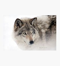...see you next week my friend Wolf.... Photographic Print
