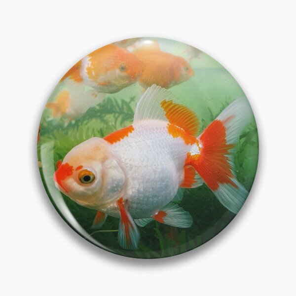 Item preview, Red and White Oranda Goldfish in Aquarium  designed and sold by GregDorney.