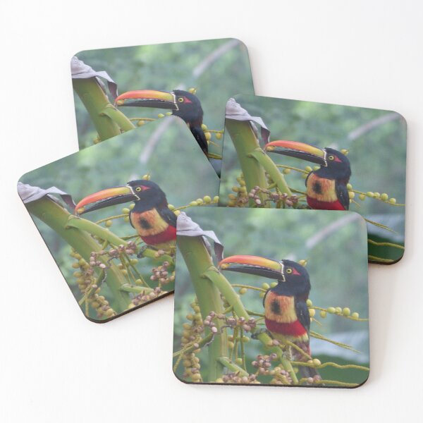 Item preview, Toucan Aracari designed and sold by TropicVibes260.
