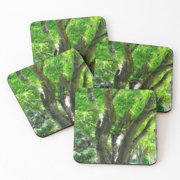 Item preview, Cascading sun on the old Bur Oak designed and sold by CanadianWild418.