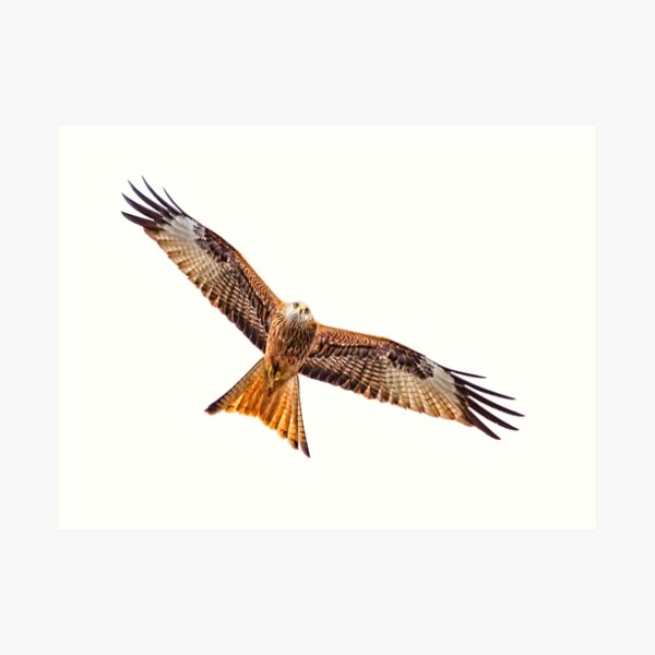 Red Kites in Flight  Black Essential TShirt for Sale by JEGS  Redbubble