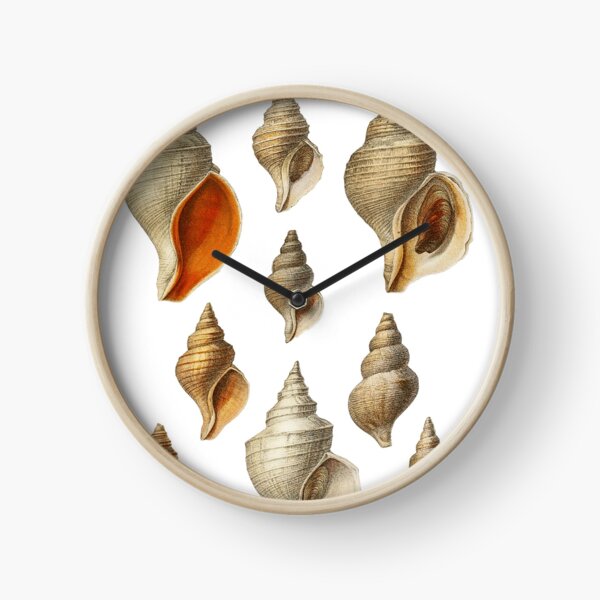 Molluscs of the Northern Seas 2 Clock