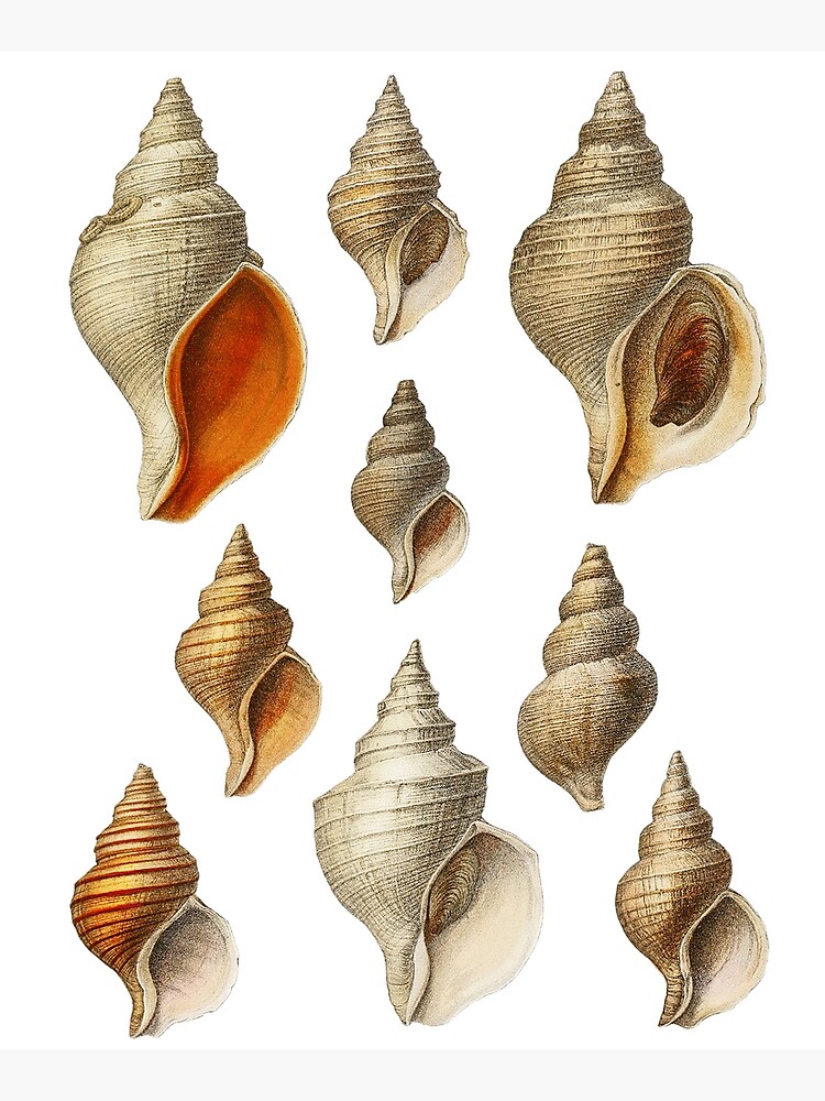 Molluscs of the Northern Seas 2 by webcaff-design
