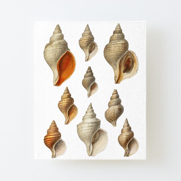 Molluscs of the Northern Seas 2 Canvas Mounted Print