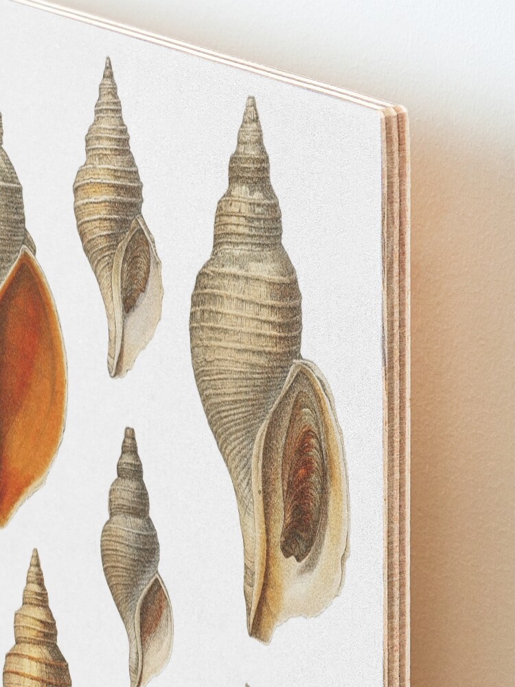Alternate view of Molluscs of the Northern Seas 2 Mounted Print