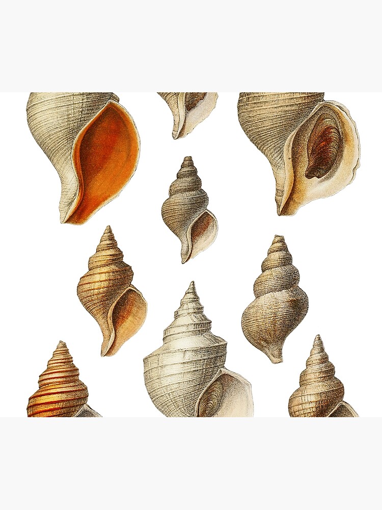 Molluscs of the Northern Seas 2 by webcaff-design