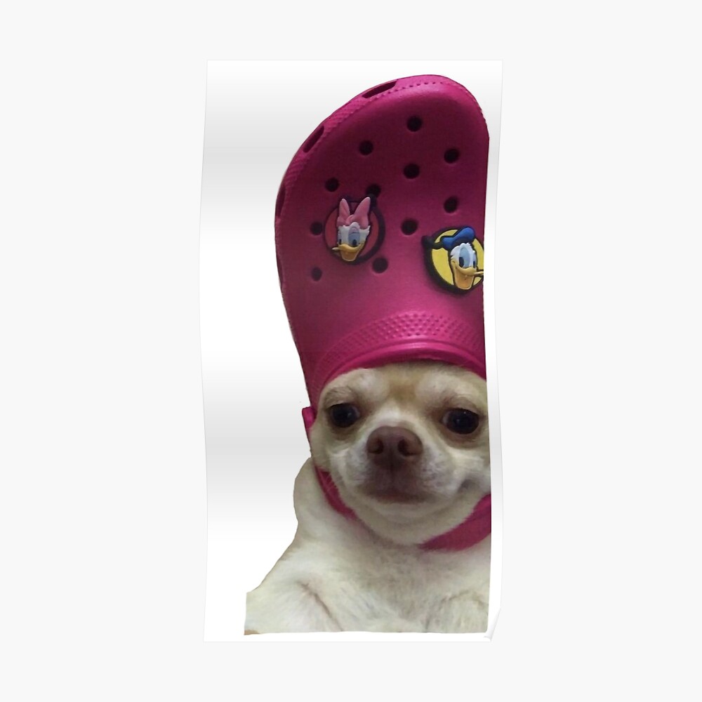 dogs with crocs