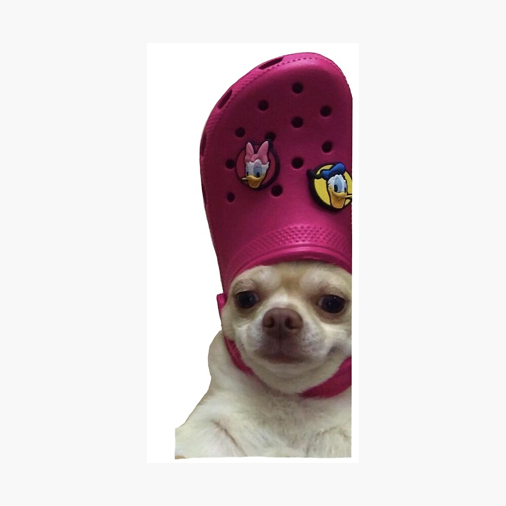 crocs for dogs