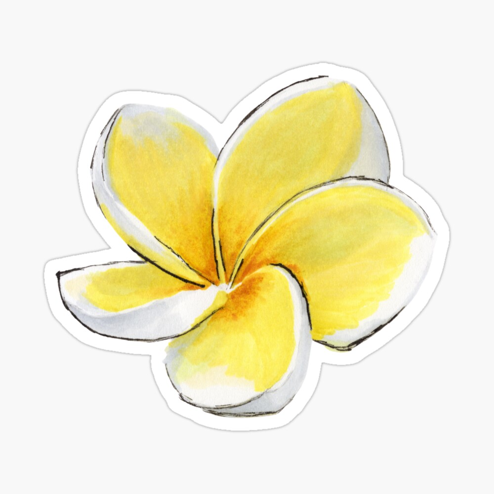 Tiare Tahiti Fleur De Tiaré Dessin Poster for Sale avec l'œuvre « Fleur de tiaré » de l'artiste ReidunSaxerud | Redbubble