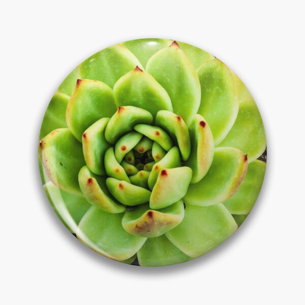 Item preview, Beautiful Green Aloe designed and sold by Thaddeus Zajdowicz.