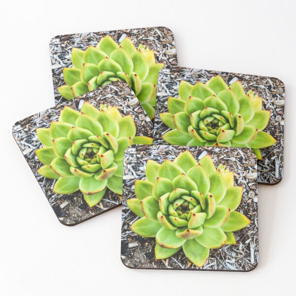 Item preview, Beautiful Green Aloe designed and sold by Thaddeus Zajdowicz.