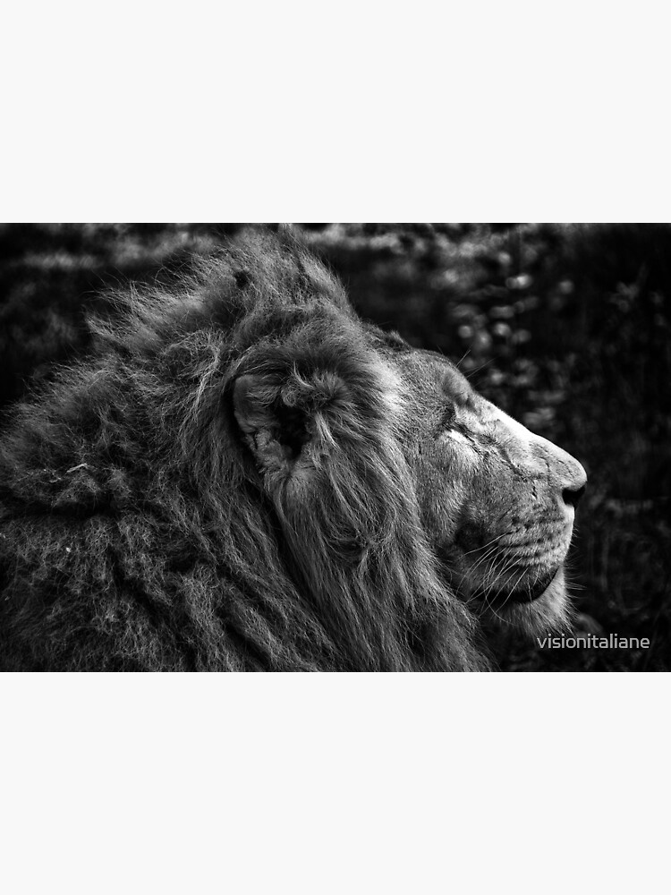 "Fine art black and white naturalistic animal wall art lion close up Il Re" Art Print for